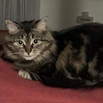 Thumbnail photo of Gracie #2