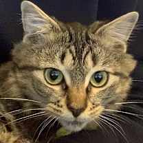 Thumbnail photo of Gracie #3