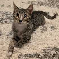 Thumbnail photo of Finn #1