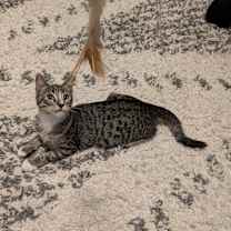 Thumbnail photo of Finn #2