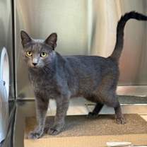 Thumbnail photo of Oceanside Villa #3