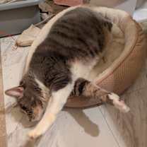 Thumbnail photo of Gracie #3