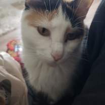 Thumbnail photo of Lola #1