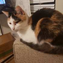 Thumbnail photo of Lola #2