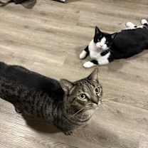 Thumbnail photo of Rocco & Sebastian #2