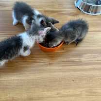 Thumbnail photo of Misty (Mount Grove 4) #2