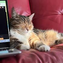 Thumbnail photo of Petunia Grace #1776 -Offered by Owner -Senior Gal #2