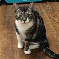 Thumbnail photo of Eris #1