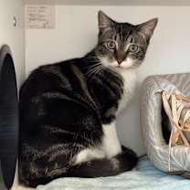 Thumbnail photo of Eris #4