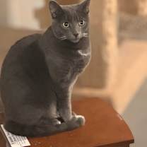 Thumbnail photo of Gracie #1