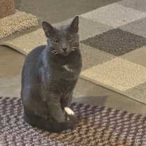 Thumbnail photo of Gracie #2