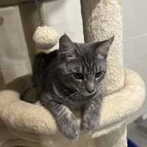 Thumbnail photo of Reese’s puffs #2