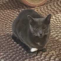 Thumbnail photo of Gracie #3