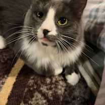 Thumbnail photo of Dusty #4