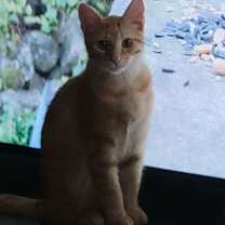 Thumbnail photo of Arrow (Jane Kit) #2