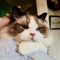 Thumbnail photo of Georgie #4