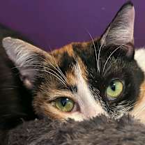 Thumbnail photo of Marble (Kuwait) #1