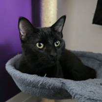 Thumbnail photo of Girly #2