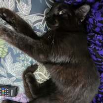 Thumbnail photo of Girly #4