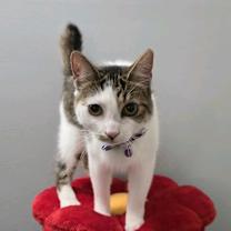 Thumbnail photo of Elm #4