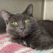 Thumbnail photo of Sequins #2