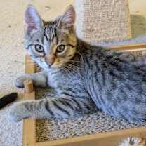 Thumbnail photo of Nyota #2