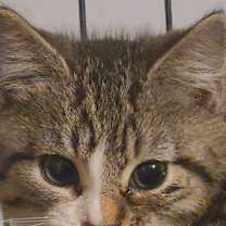 Thumbnail photo of Frankie #1