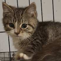 Thumbnail photo of Frankie #2