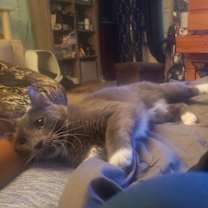 Thumbnail photo of Bella #1