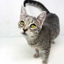 Thumbnail photo of Buzz #2