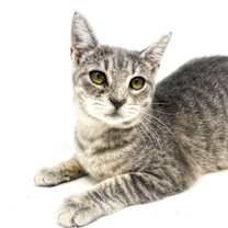 Thumbnail photo of Buzz #3