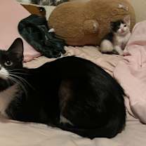 Thumbnail photo of Duchess 14956BZ 985113010257811MC #3