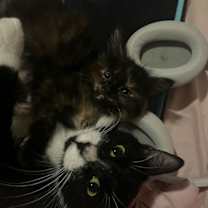 Thumbnail photo of Duchess 14956BZ 985113010257811MC #4