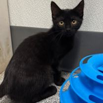 Thumbnail photo of Silk #1