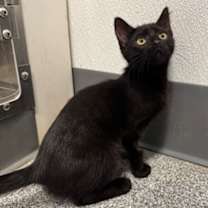 Thumbnail photo of Silk #2