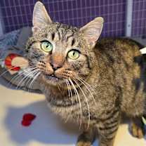 Thumbnail photo of Oscar #1