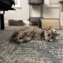 Thumbnail photo of Malia #4