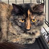 Thumbnail photo of Purrdy #2