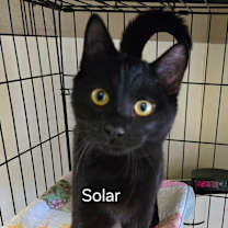 Thumbnail photo of Solar #1