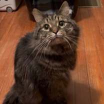 Thumbnail photo of Jax #1