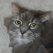 Thumbnail photo of Sassy #2