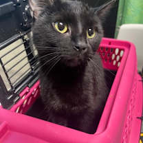 Thumbnail photo of Scarlet Witch #1