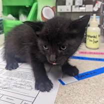 Thumbnail photo of Scarlet Witch #2