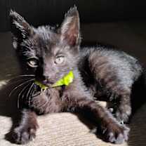 Thumbnail photo of Mantis #2