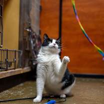 Thumbnail photo of Oreo #3