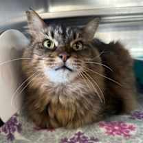 Thumbnail photo of Lucifer #1