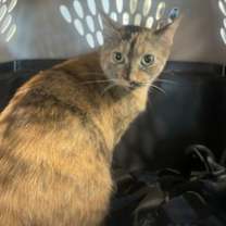 Thumbnail photo of Pumpkin Spice #2