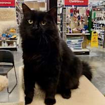 Thumbnail photo of Nico #3