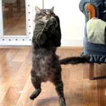 Thumbnail photo of Jude #3