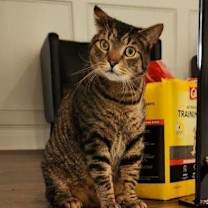 Thumbnail photo of Bam Bam #1